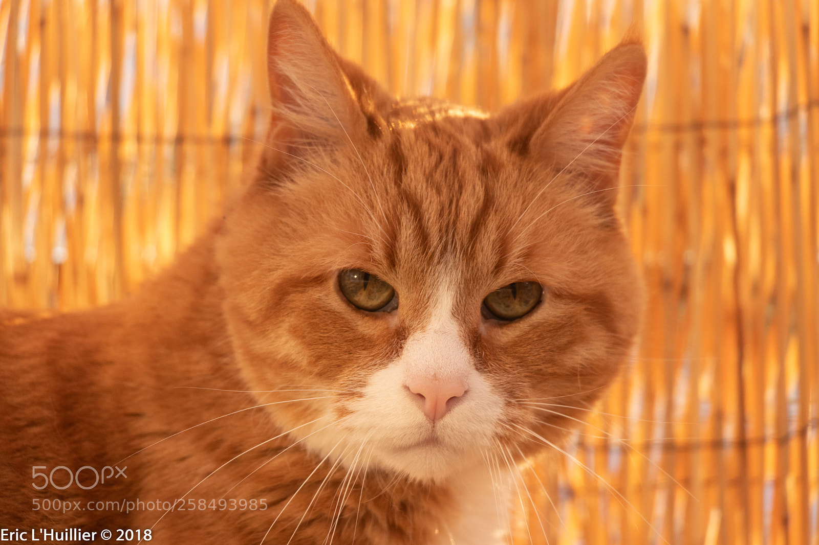 Canon EOS 80D sample photo. My name is opie-2 photography