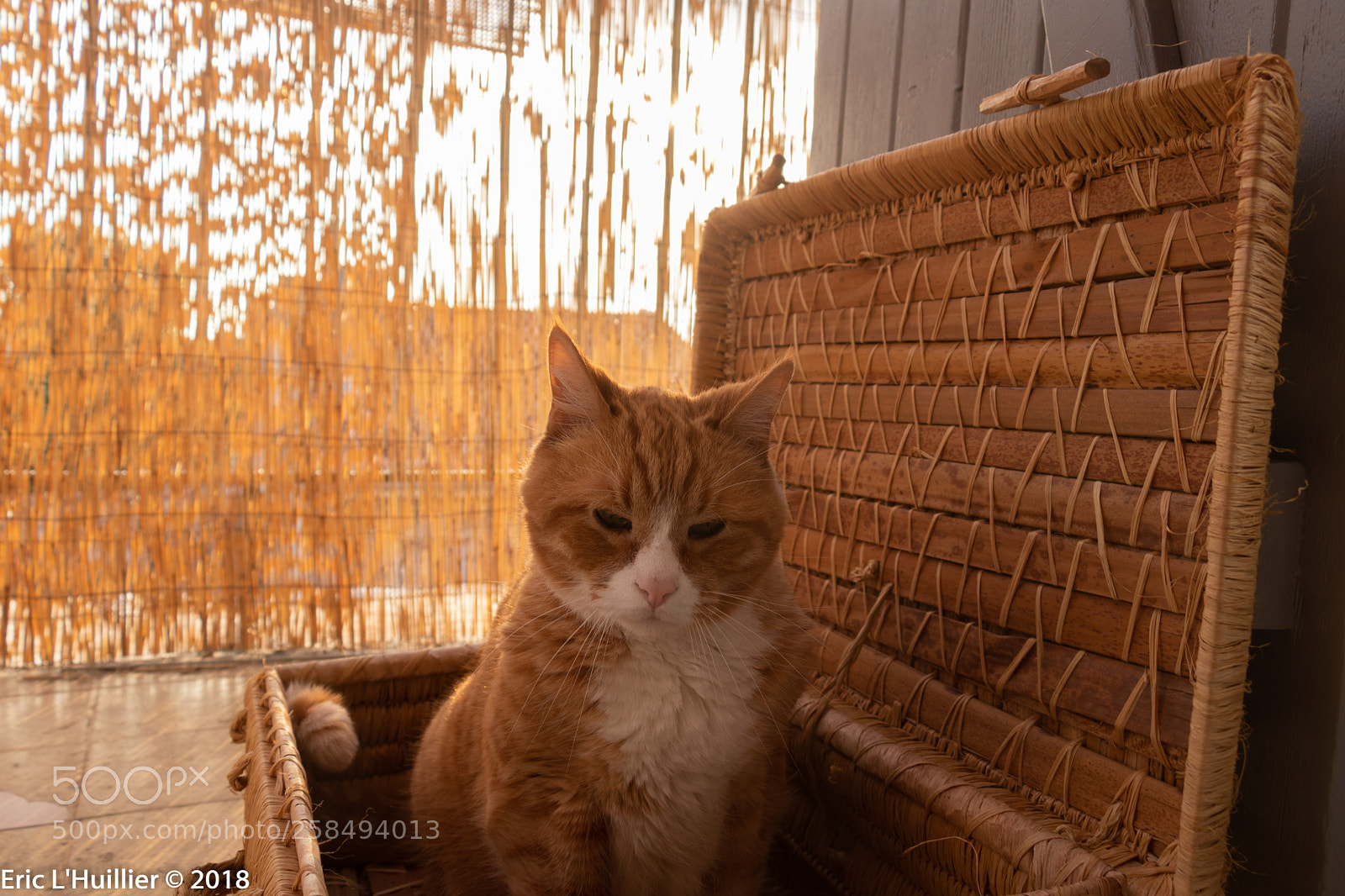Canon EOS 80D sample photo. My name is opie-3 photography