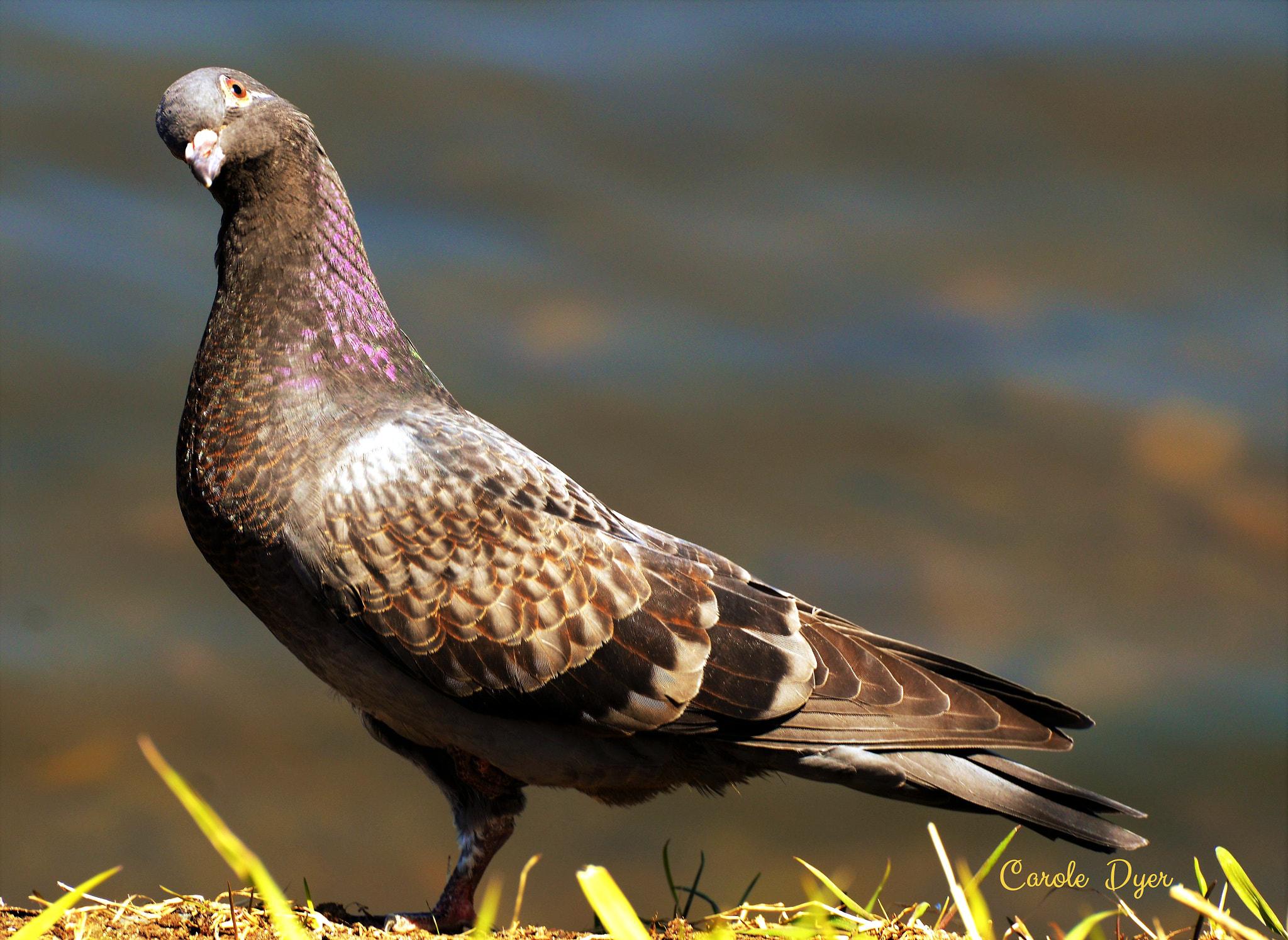 Nikon D3200 sample photo. "what??? never seen a pigeon with one leg before?? photography