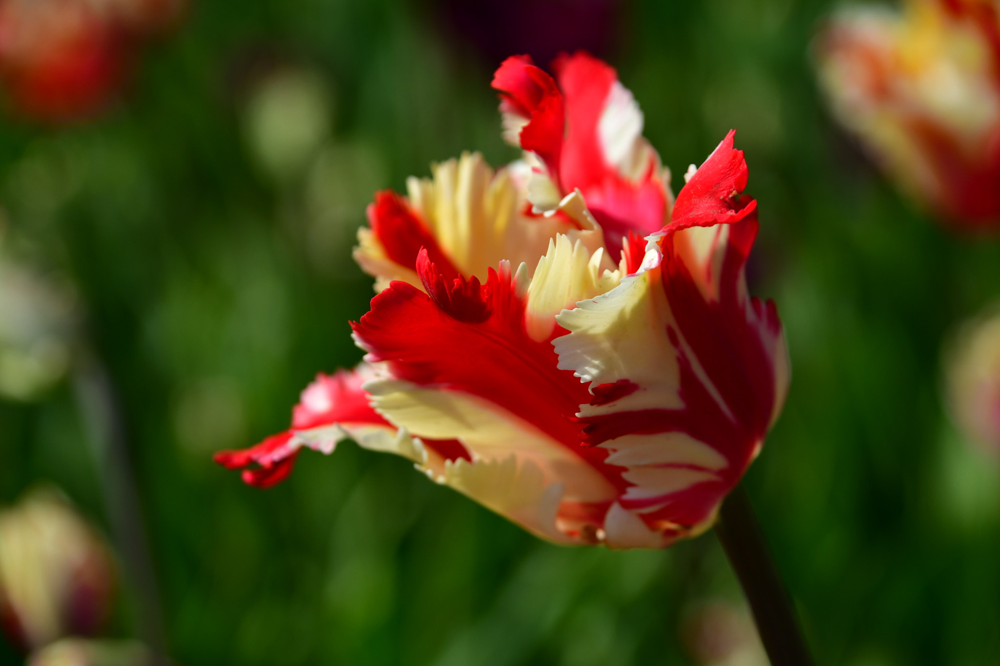Nikon D7500 sample photo. Special one  photography