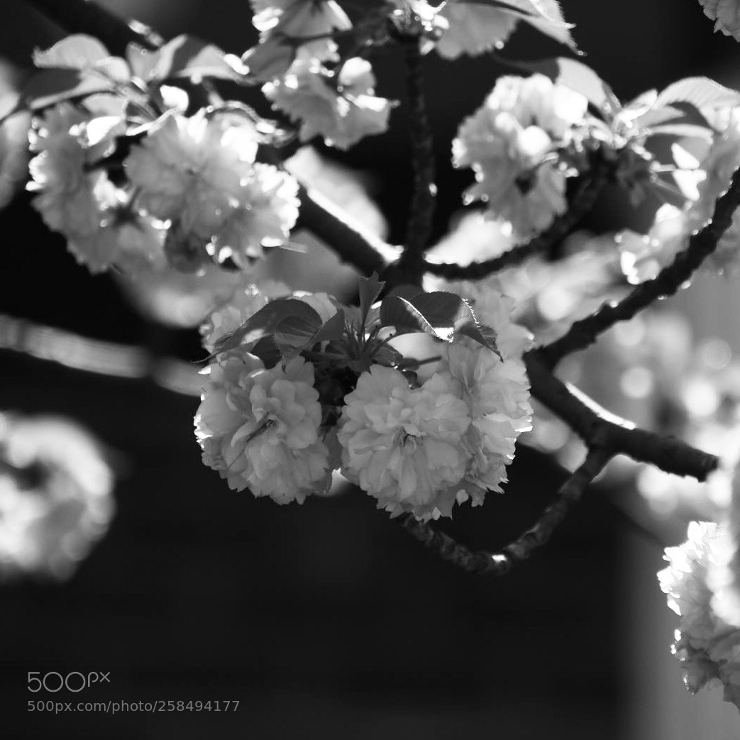 Nikon D7500 sample photo. Untitled photography
