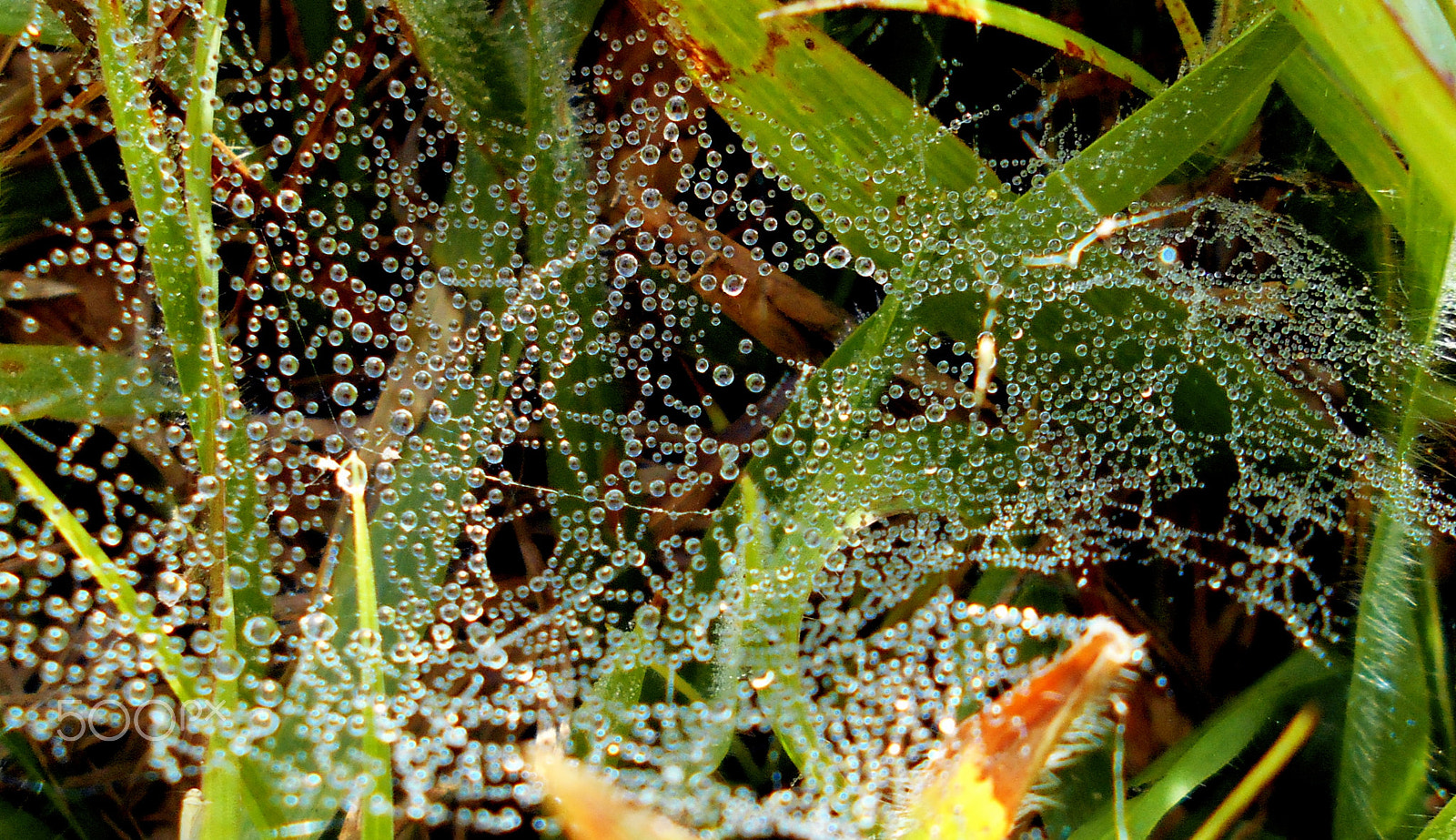 Nikon Coolpix L28 sample photo. Cobwebs with dew drops suspended photography