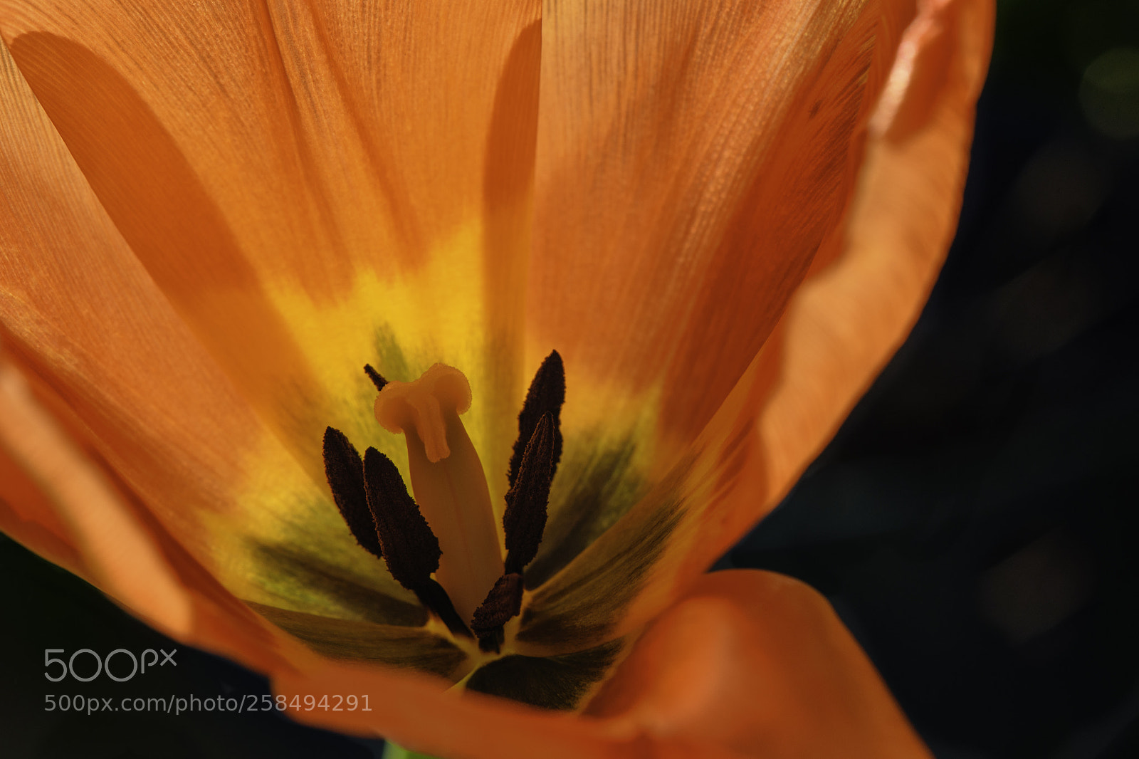Nikon D750 sample photo. Tulip interior photography