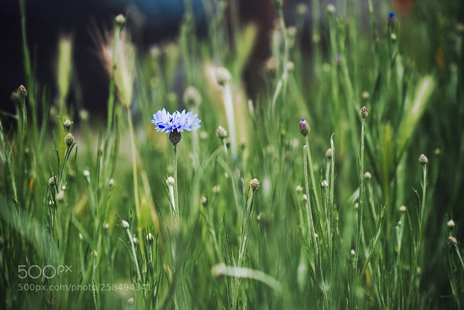 Nikon D750 sample photo. It s ok to photography