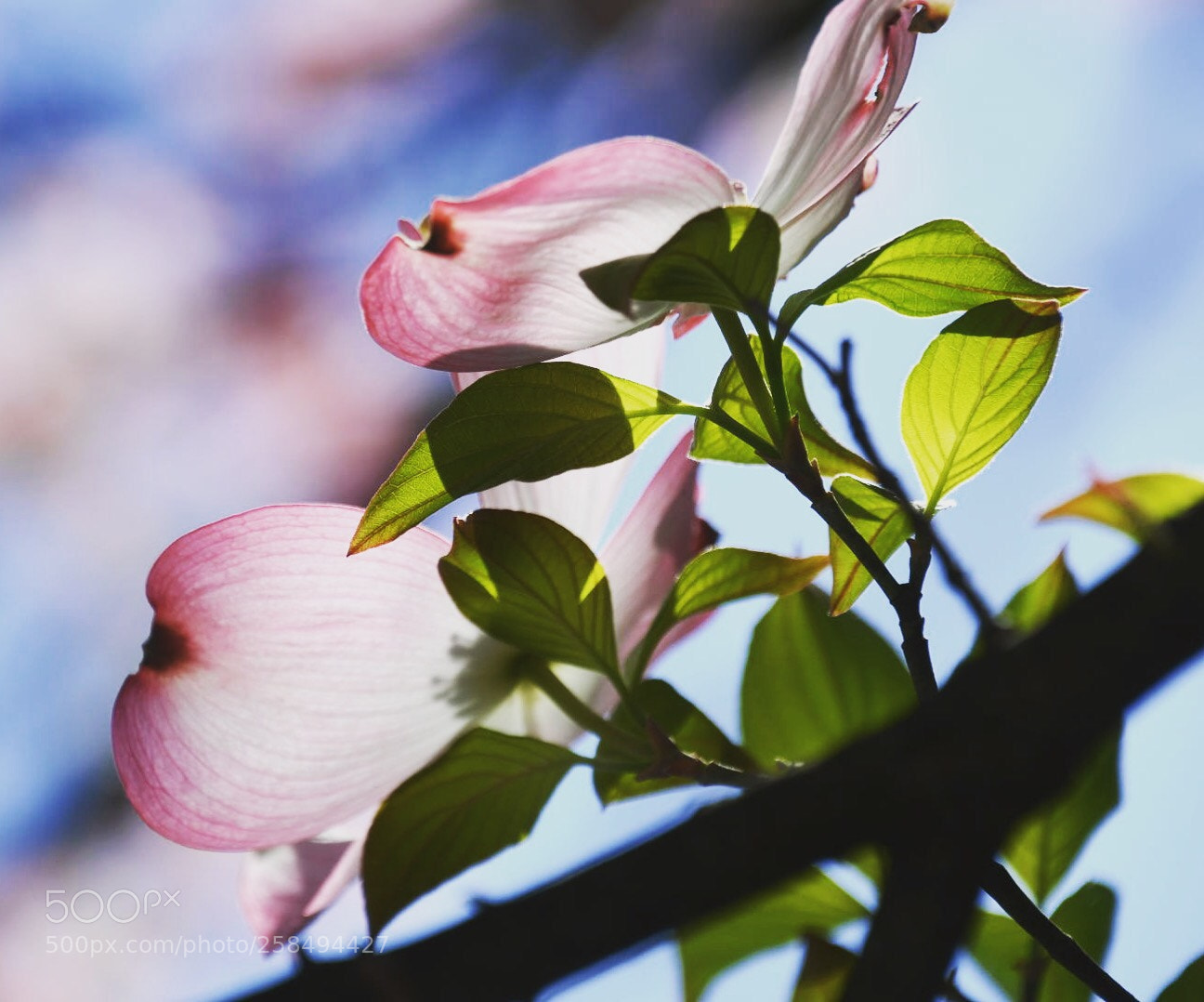 Nikon D7500 sample photo. Untitled photography
