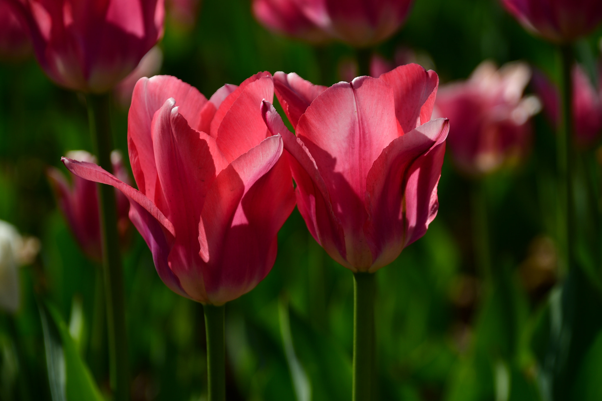 Nikon D7500 sample photo. Pink tulips  photography