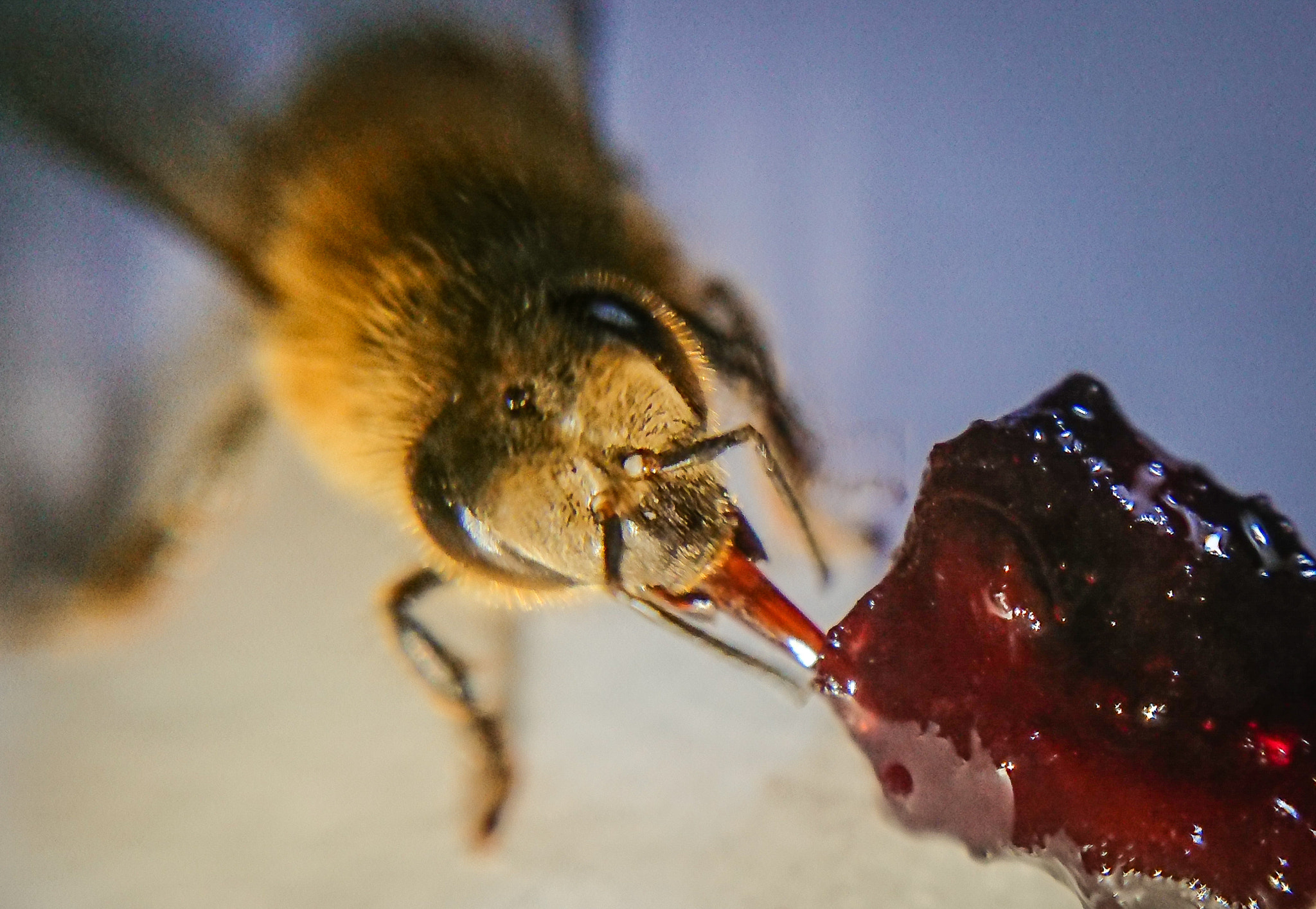 Sony Xperia XZ1 Compact sample photo. Bee o photography