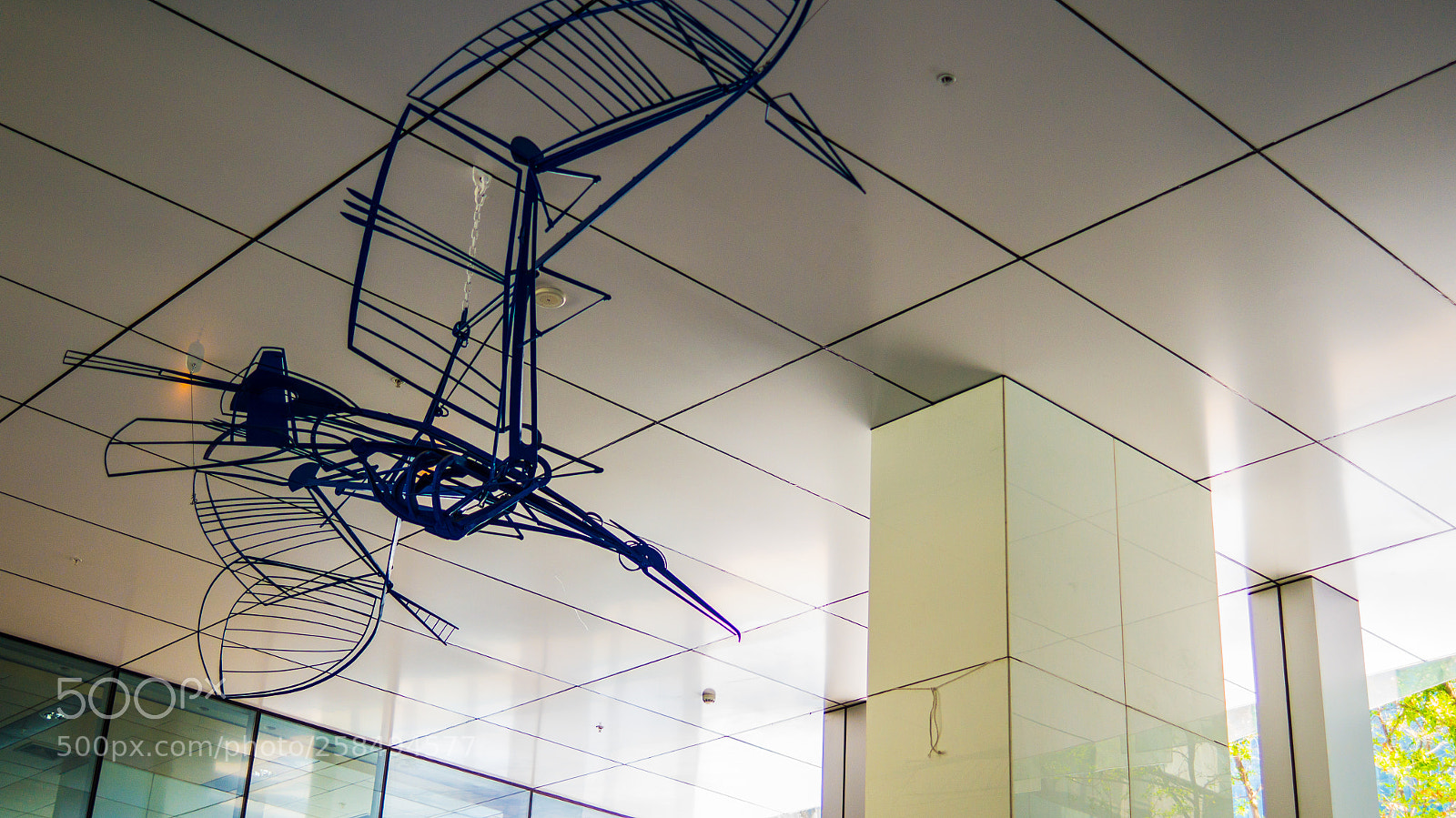 Sony SLT-A37 sample photo. Casi aerodactyl o photography