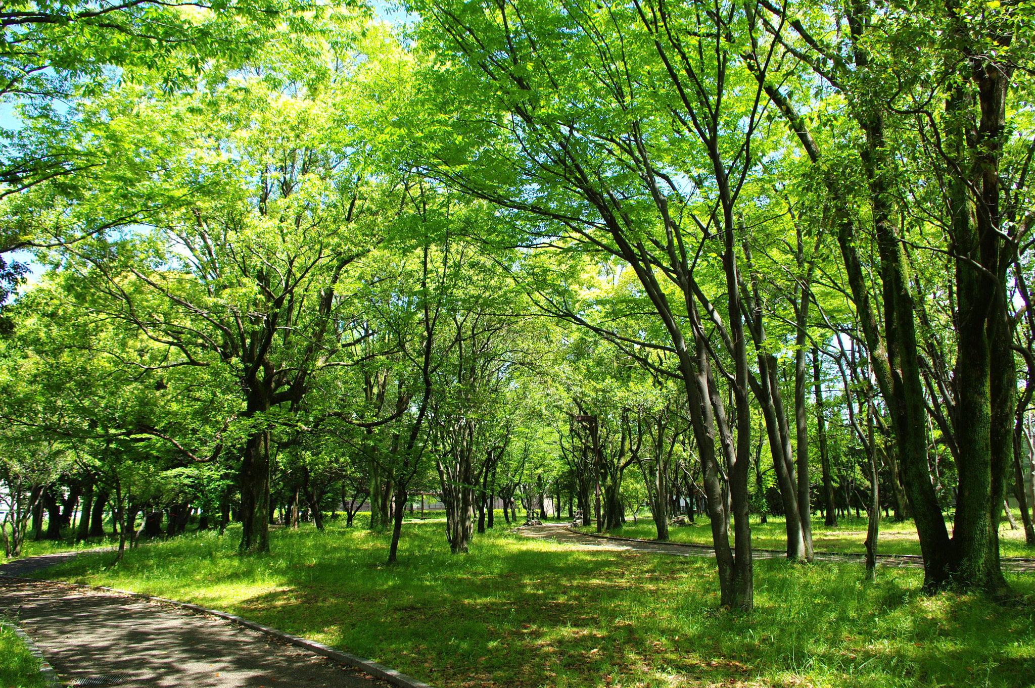 Pentax K200D sample photo. Beautiful forest photography