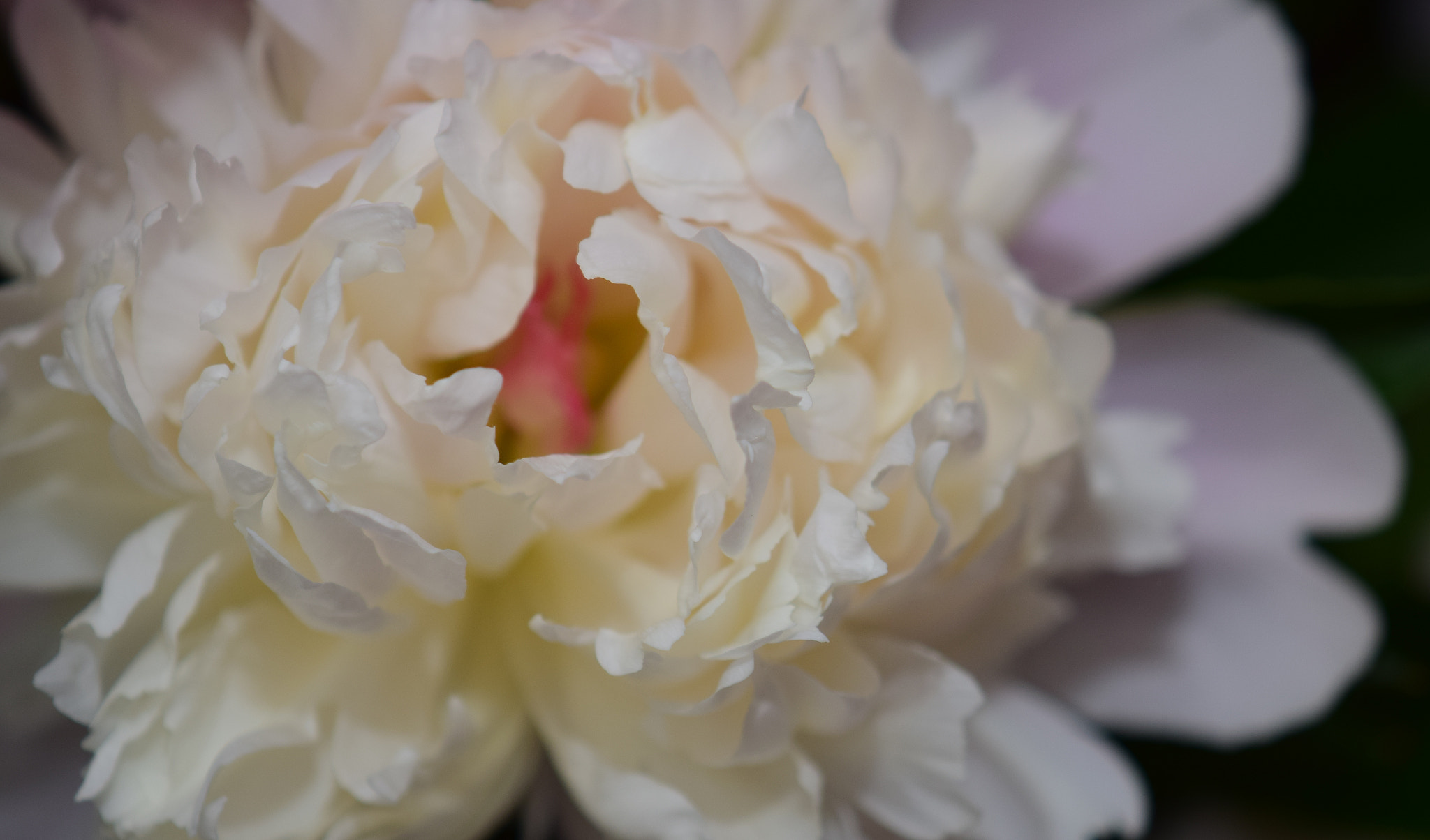 Nikon AF-S DX Micro-Nikkor 85mm F3.5G ED VR sample photo. Blossom photography