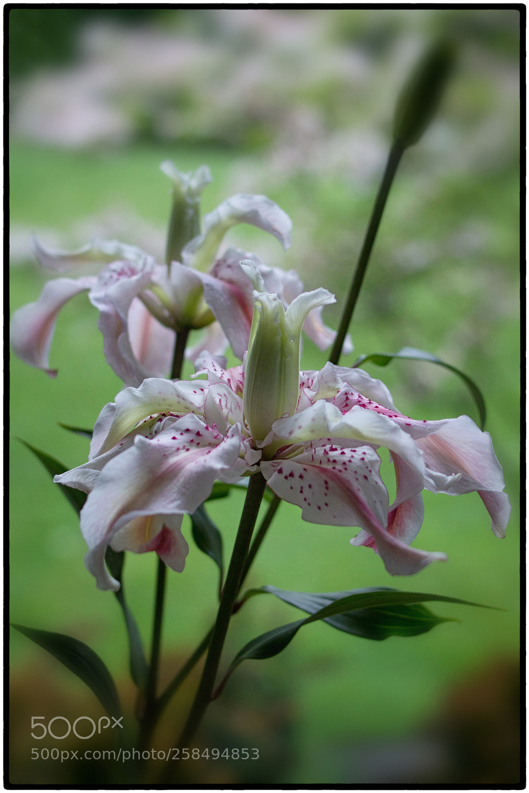 Canon EOS 600D (Rebel EOS T3i / EOS Kiss X5) sample photo. Lily photography