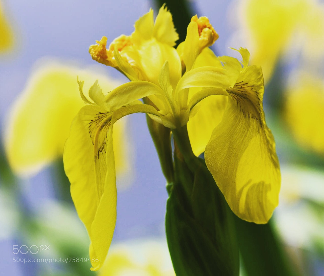 Nikon D7500 sample photo. Untitled photography