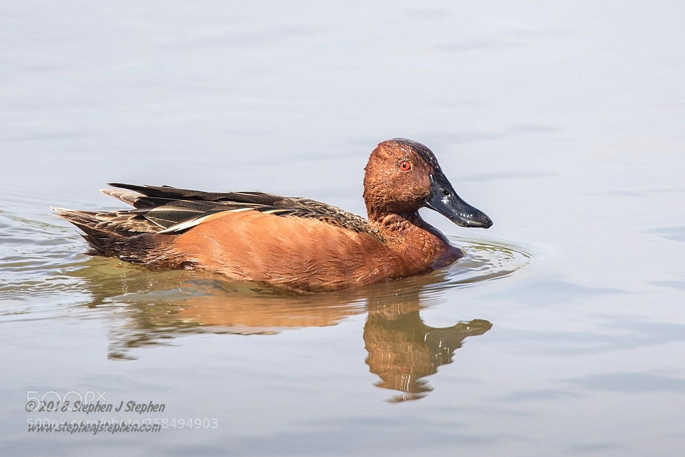 Canon EOS 7D Mark II sample photo. Cinnamon teal photography
