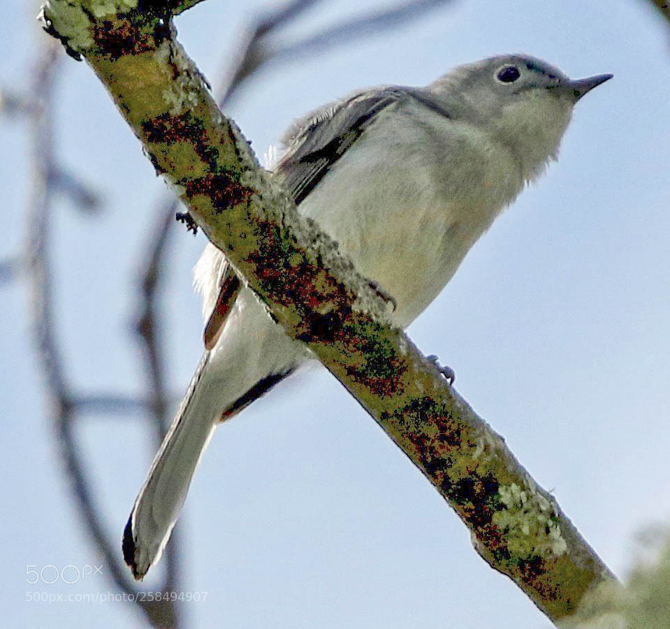 Canon EOS 7D Mark II sample photo. Blue -gray gnat catcher photography