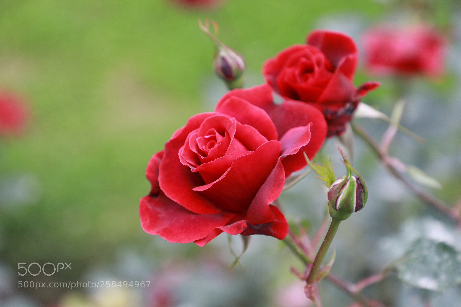 Canon EOS 5D Mark IV sample photo. Rose photography