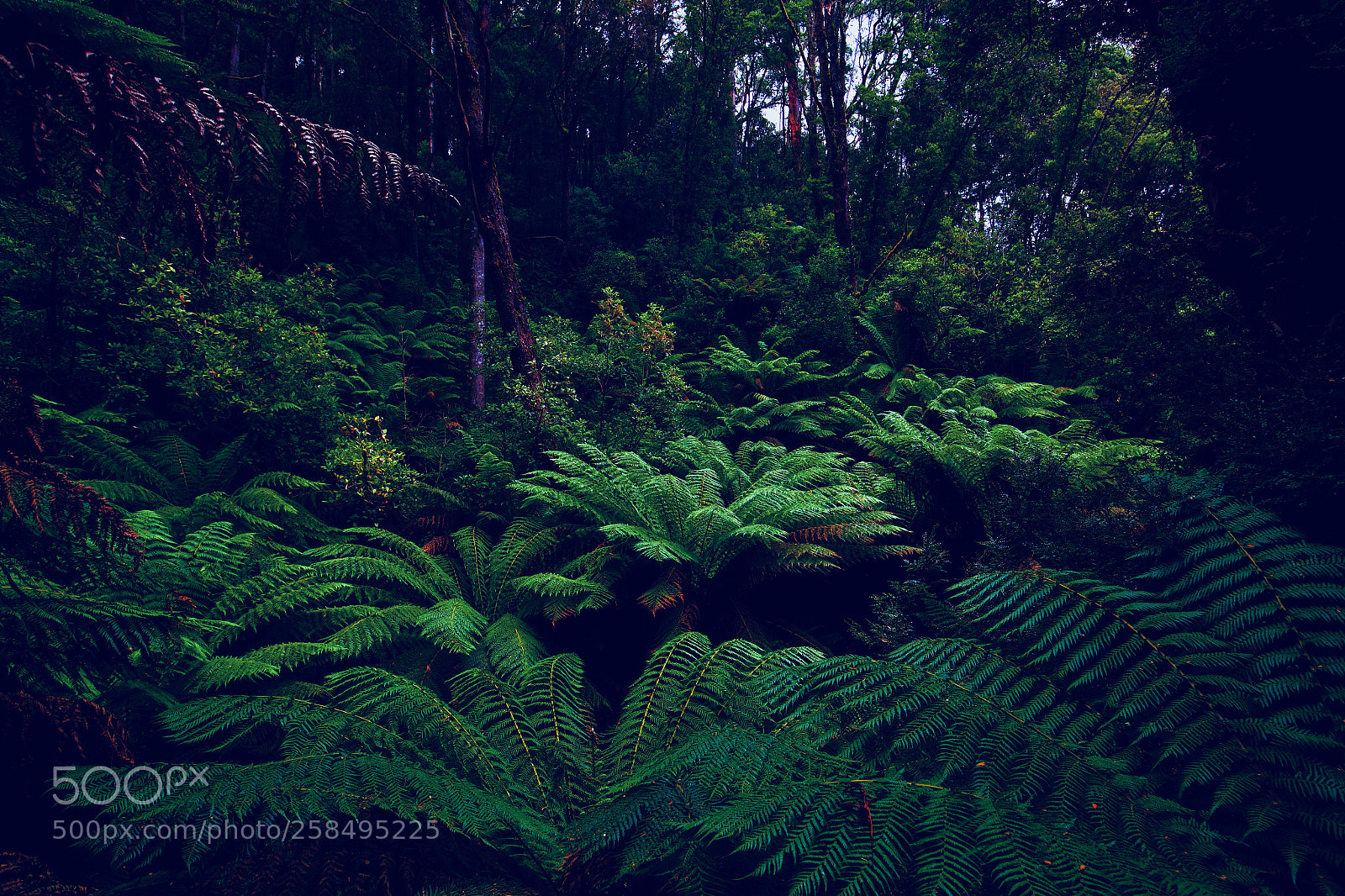 Canon EOS 6D sample photo. Rainforest photography