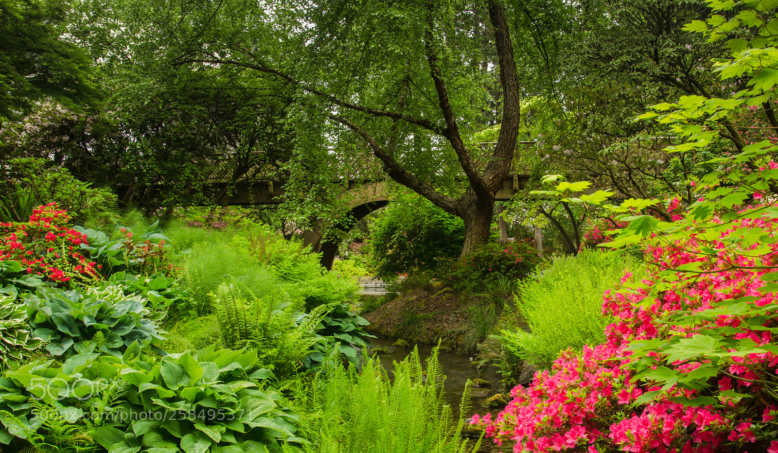 Nikon D7000 sample photo. Spring flowers photography