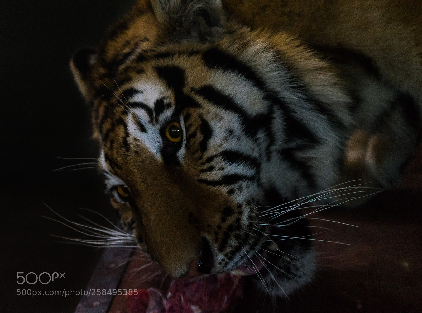 Sony a7 II sample photo. Eating photography