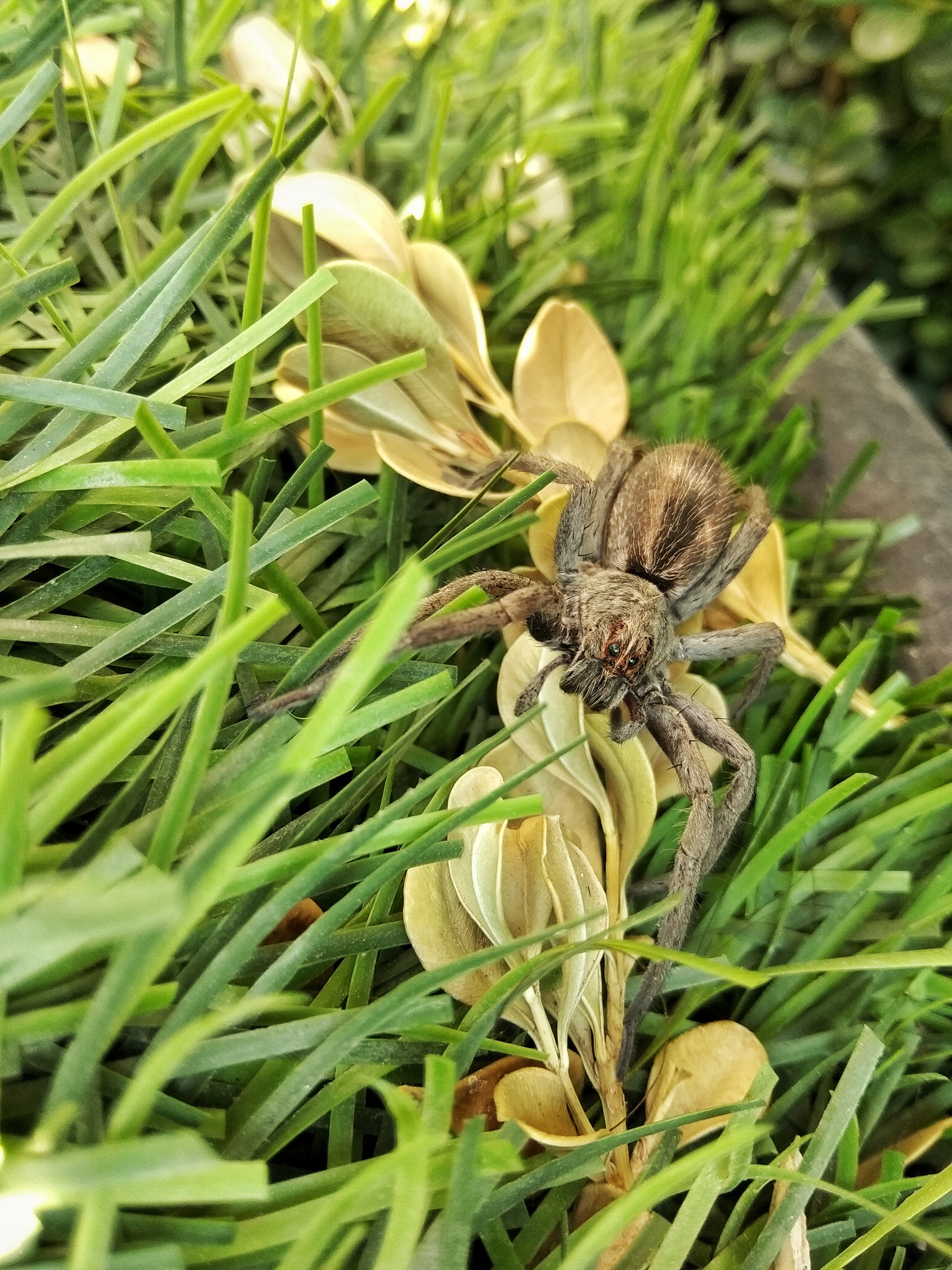 Xiaomi Redmi Note 5A sample photo. My little friend photography