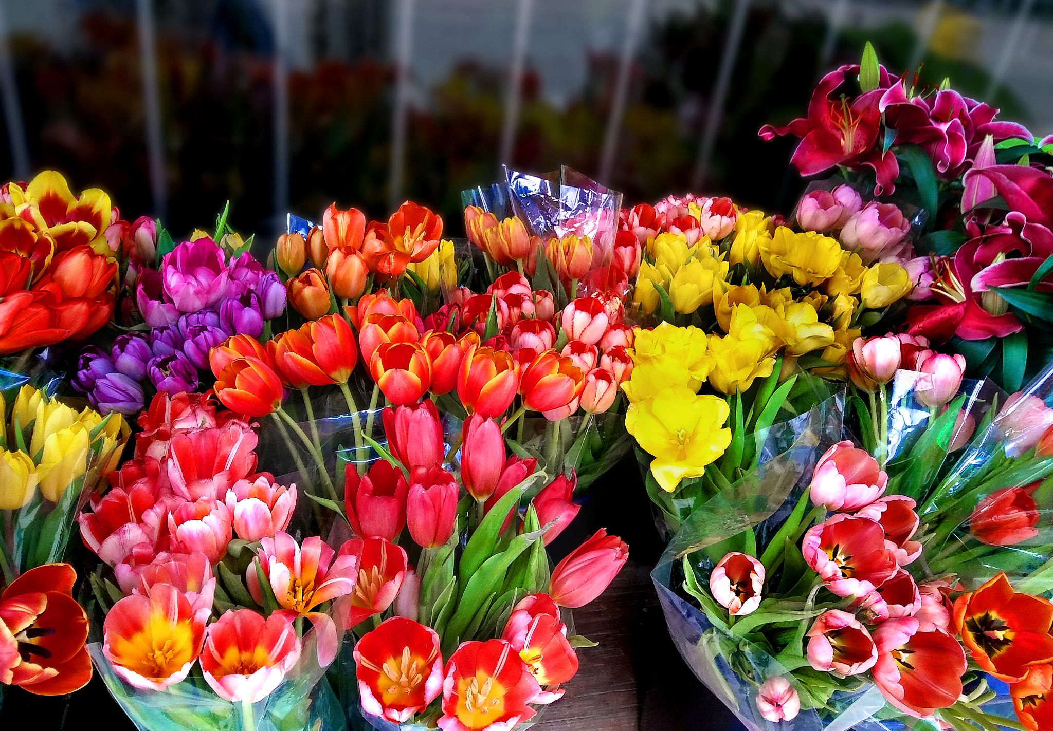 LG STYLO 2 PLUS sample photo. Spring tulips for sale photography