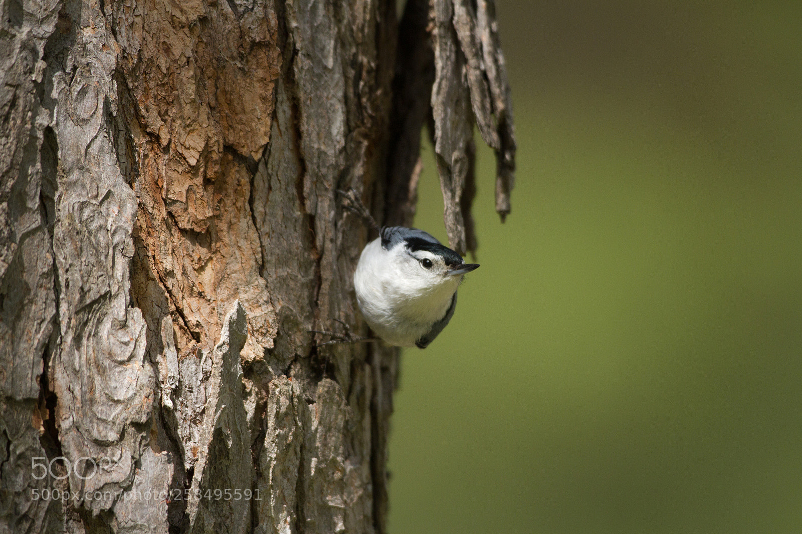 Canon EOS 7D sample photo. White-breasted nuthatch photography