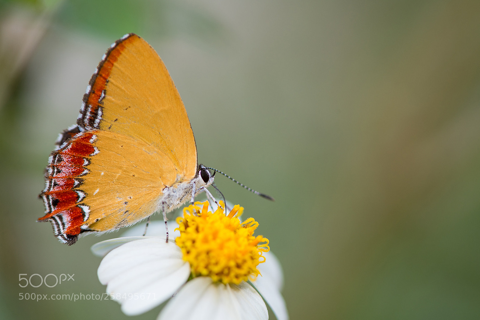 Nikon D810 sample photo. Heliophorus epicles photography