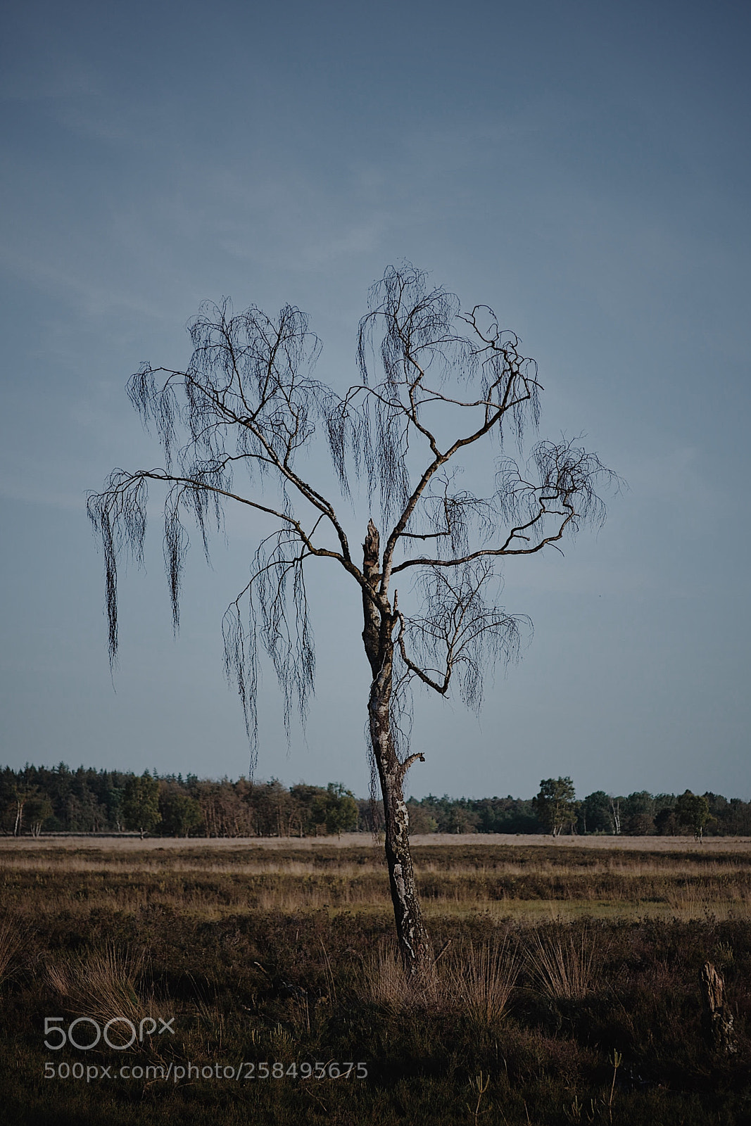 Nikon D7000 sample photo. Solitary tree photography