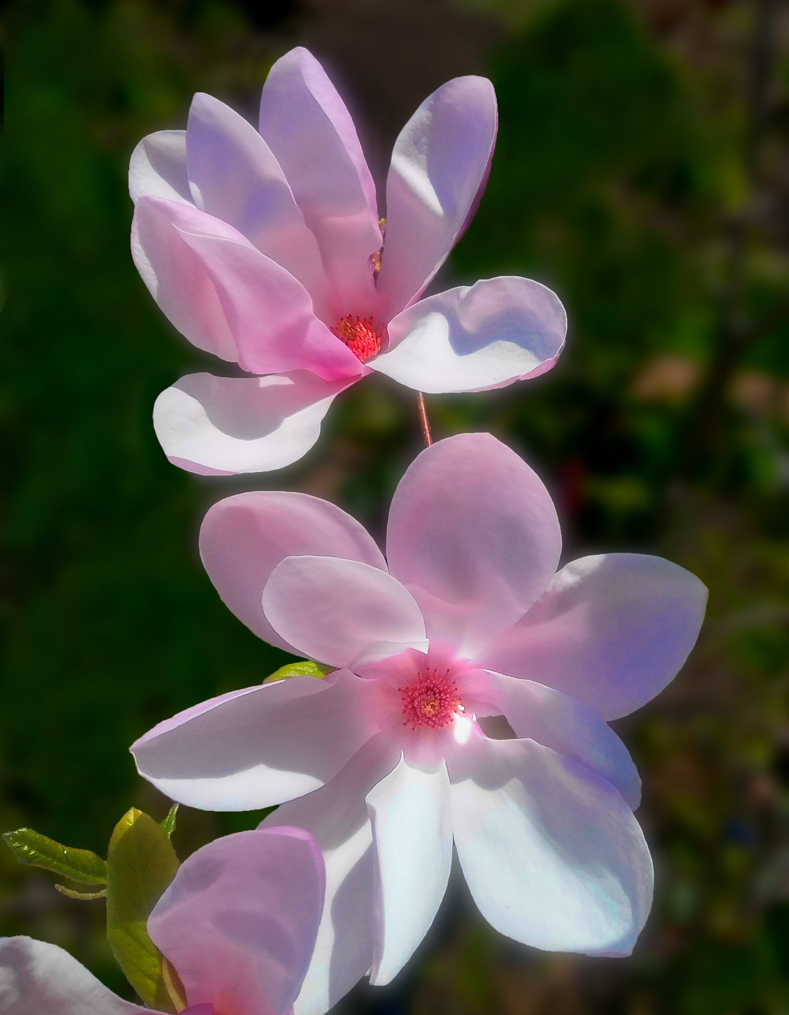 LG STYLO 2 PLUS sample photo. Pretty magnolia blossoms photography