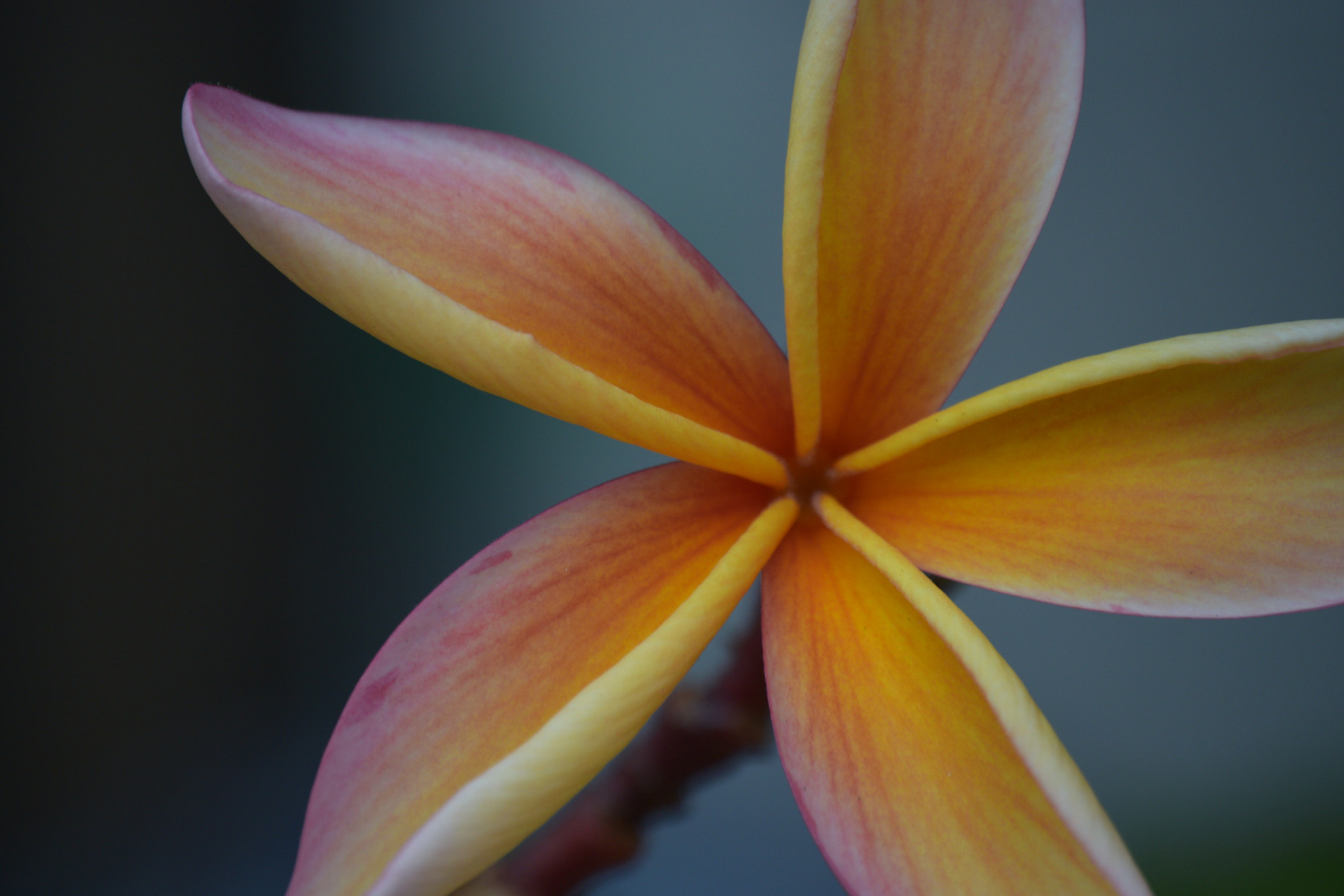 Nikon D3300 sample photo. Frangipani photography
