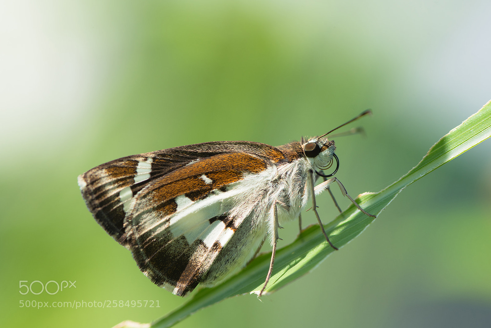 Nikon D810 sample photo. Udaspes folus photography