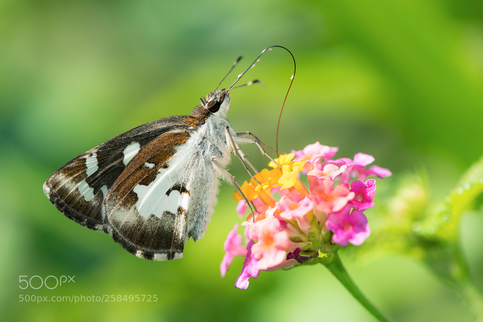 Nikon D810 sample photo. Udaspes folus photography