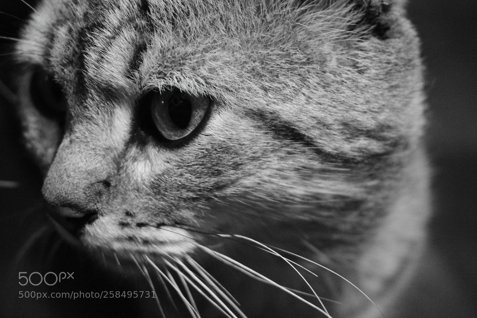 Nikon D3300 sample photo. Gato photography