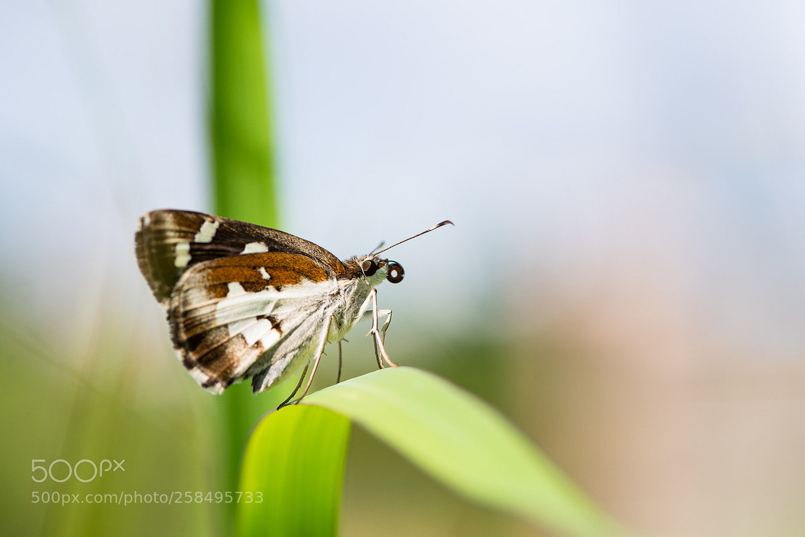 Nikon D810 sample photo. Udaspes folus photography