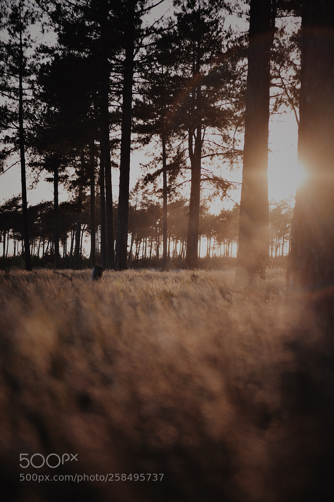 Nikon D500 sample photo. Forest glow photography