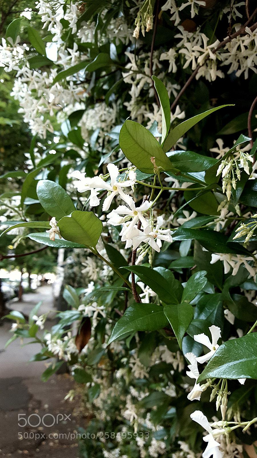 Samsung GALAXY S6 edge sample photo. Untitled photography