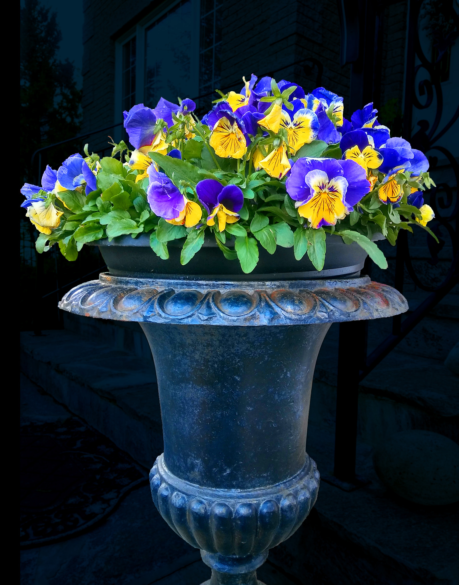 LG STYLO 2 PLUS sample photo. Pansies in metal urn photography