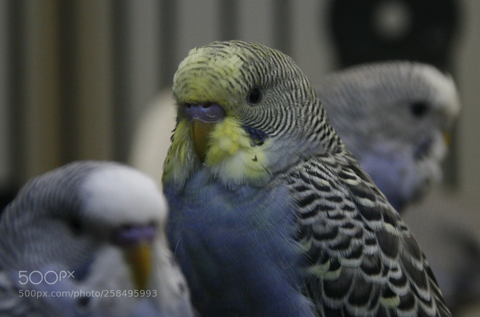 Canon EOS 30D sample photo. Untitled photography