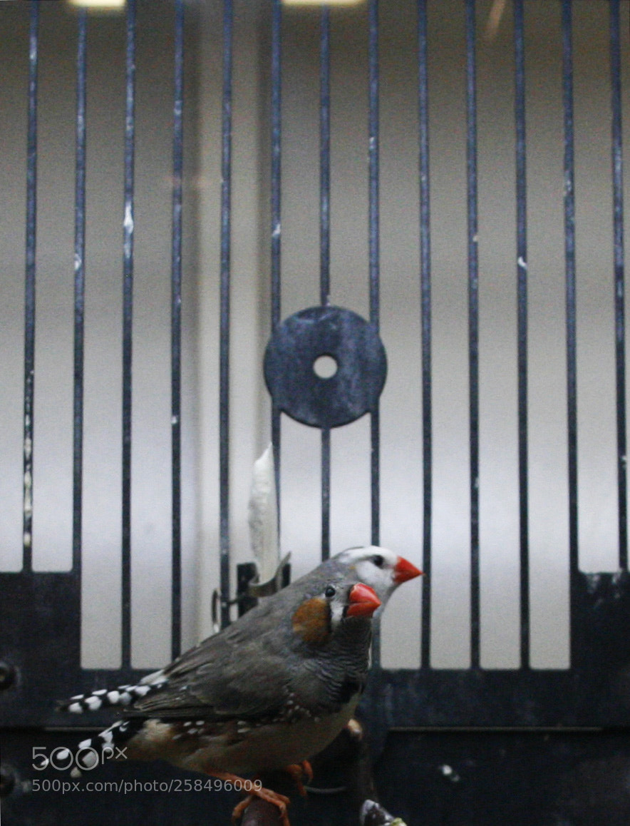 Canon EOS 30D sample photo. Untitled photography