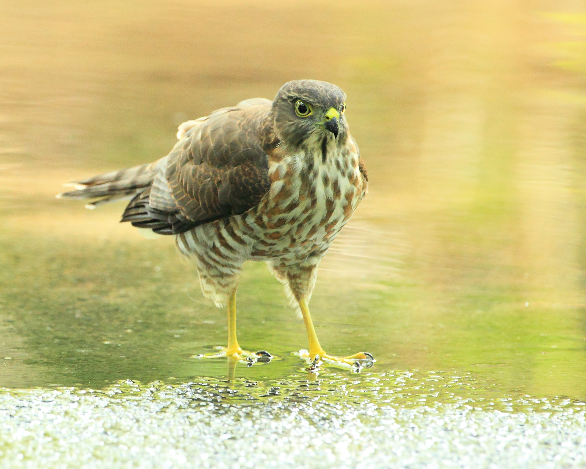 Canon EF 500mm F4L IS USM sample photo. ツミ japanese sparrowhawk photography