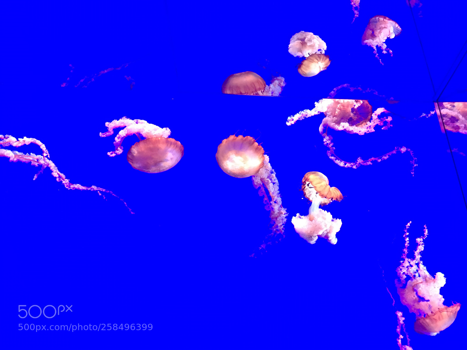 Apple iPhone 6s sample photo. Jellyfish photography