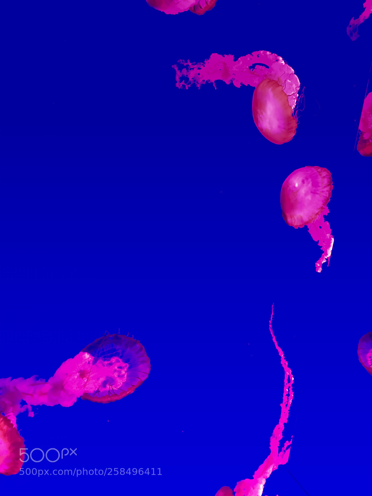 Apple iPhone 6s sample photo. Jellyfish (2) photography