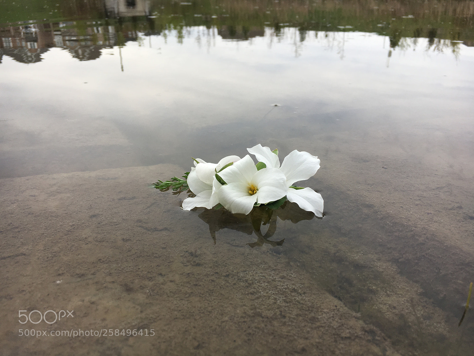 Apple iPhone 6s sample photo. Trillium photography