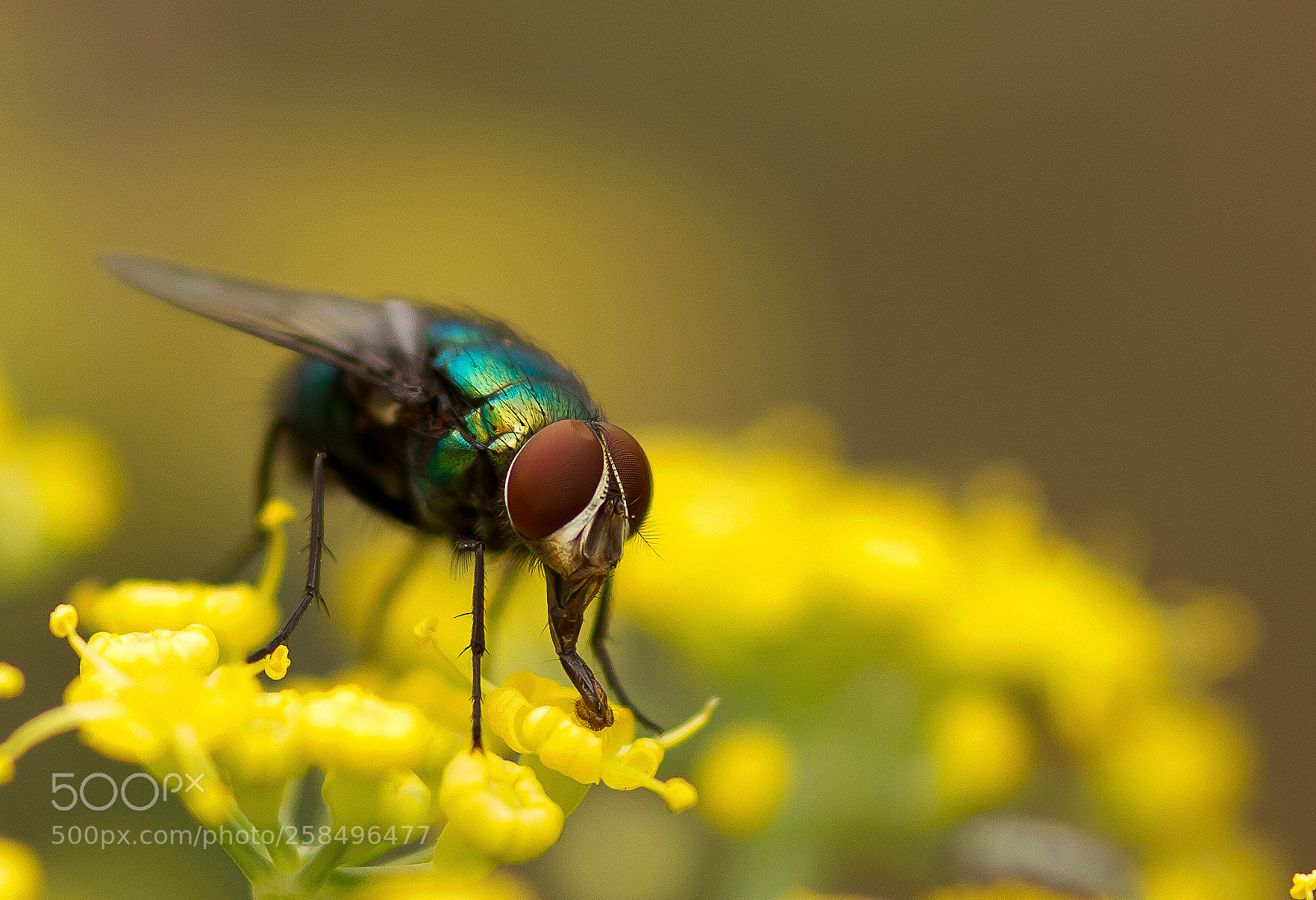 Canon EOS 7D sample photo. Bug2 photography