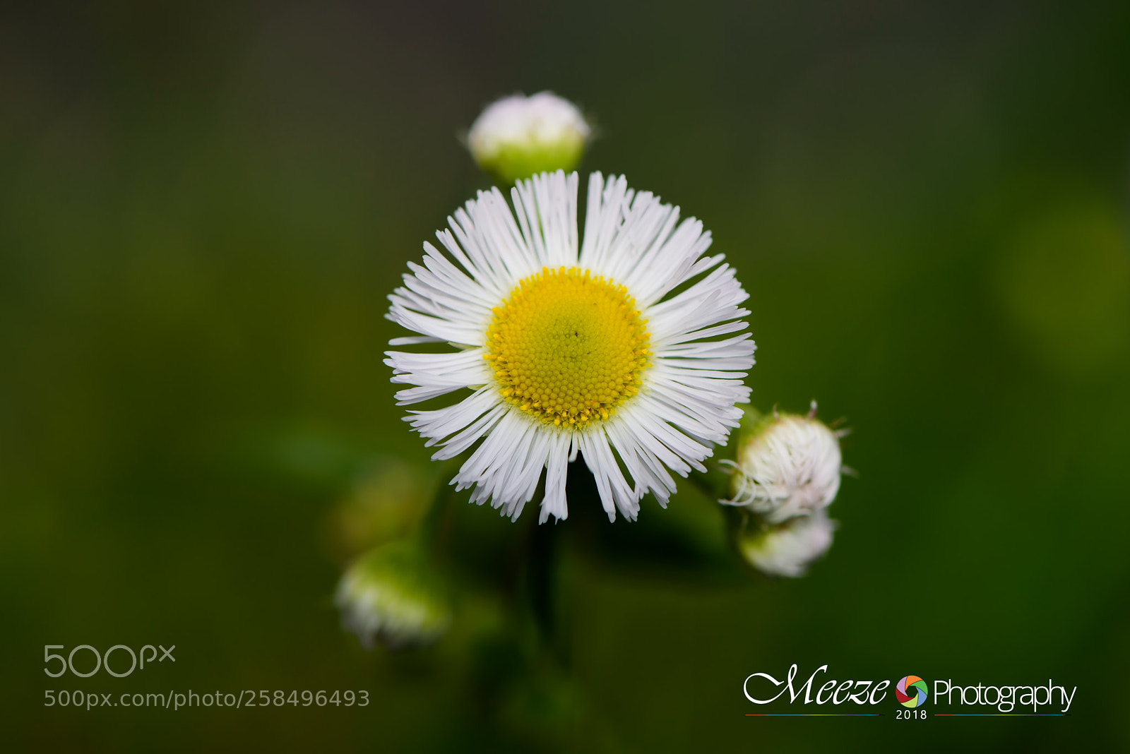 Nikon D750 sample photo. Bloom 3 photography