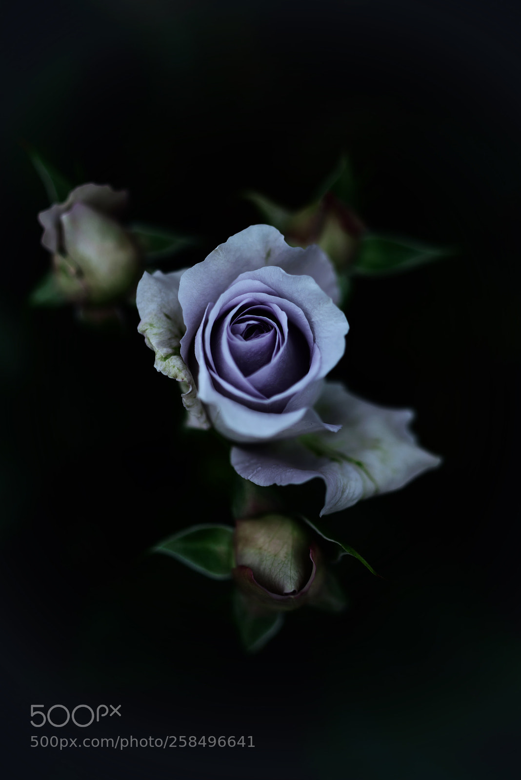 Nikon D800E sample photo. Blue bayou photography