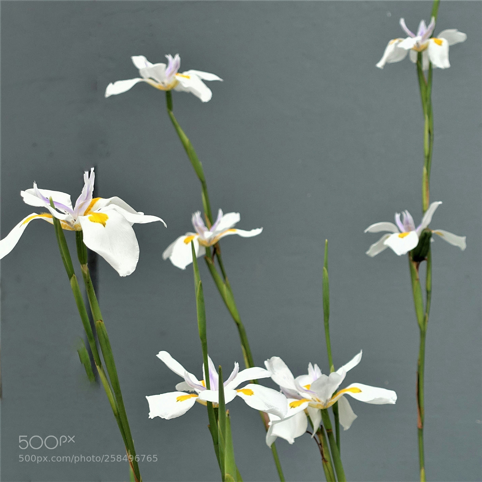 Sony Cyber-shot DSC-RX100 III sample photo. Fortnight lillies photography