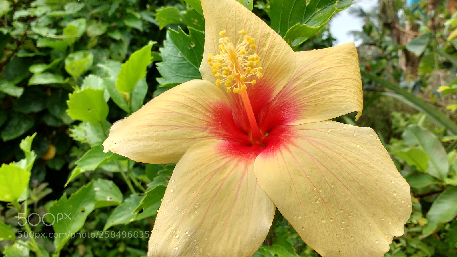 Motorola MotoG3 sample photo. Hdr photography