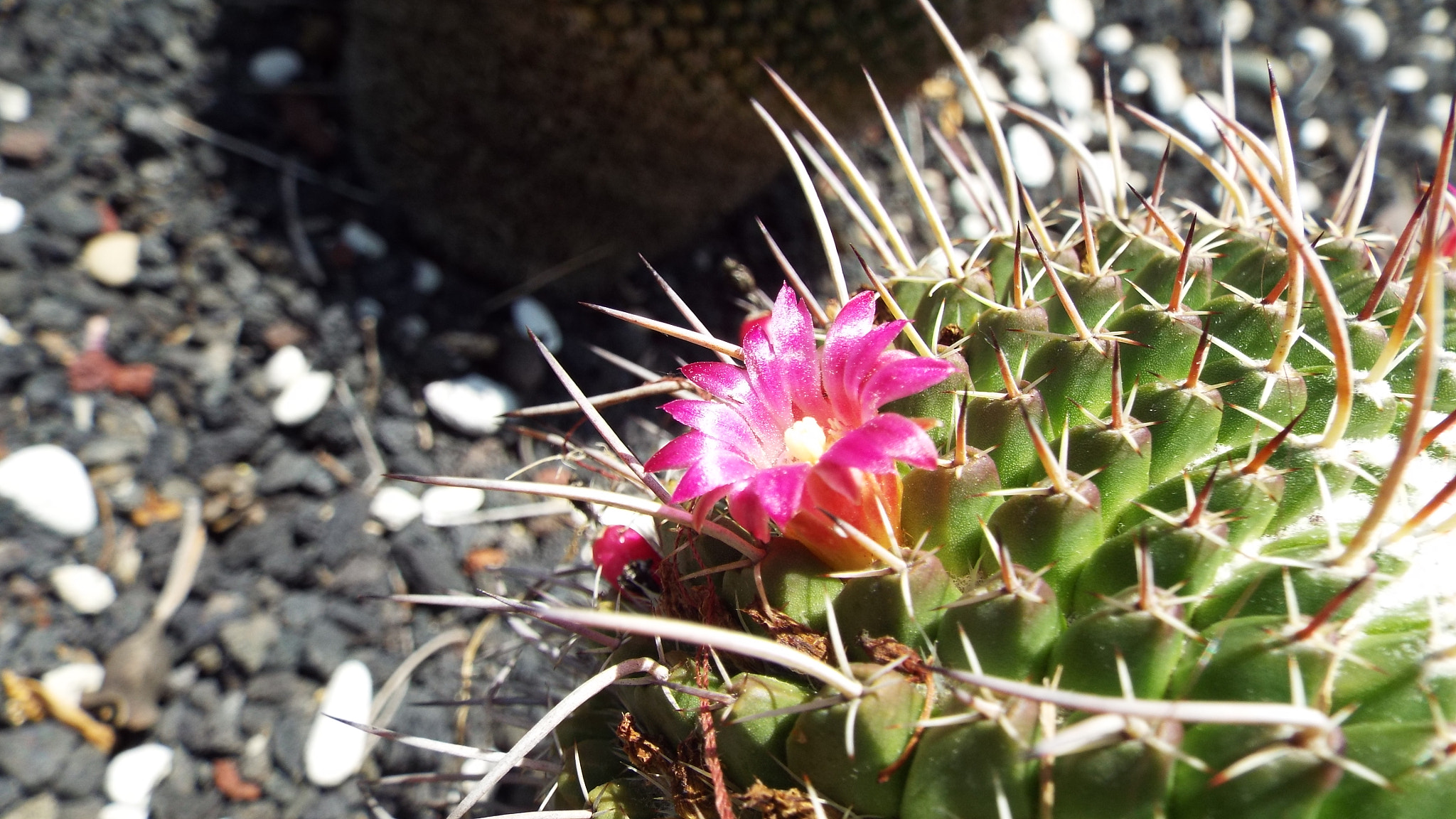 Fujifilm FinePix S9900W S9950W sample photo. Cactus flower- mammalaria mystax photography