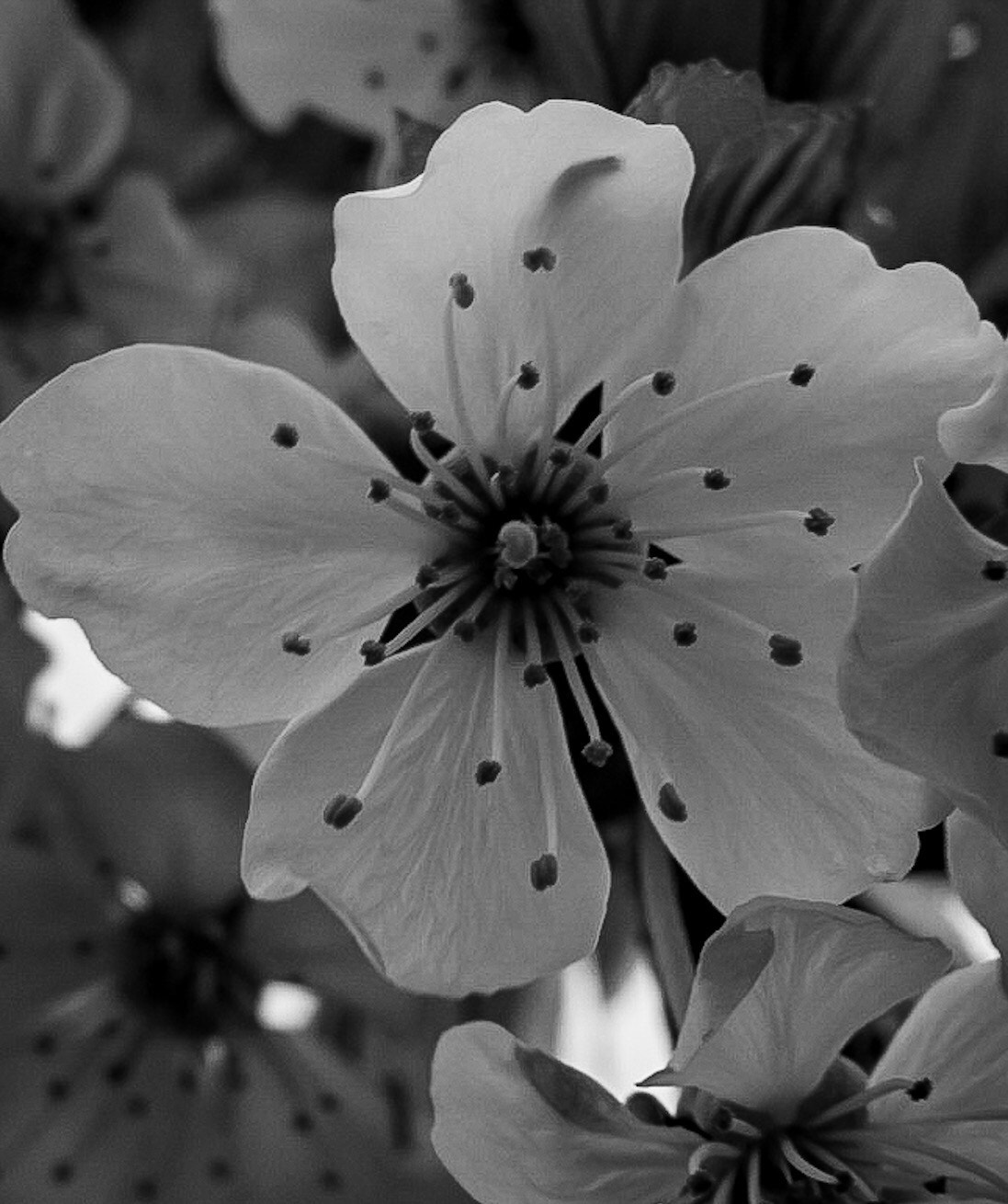 Canon PowerShot G1 X Mark II sample photo. Spots of course  photography