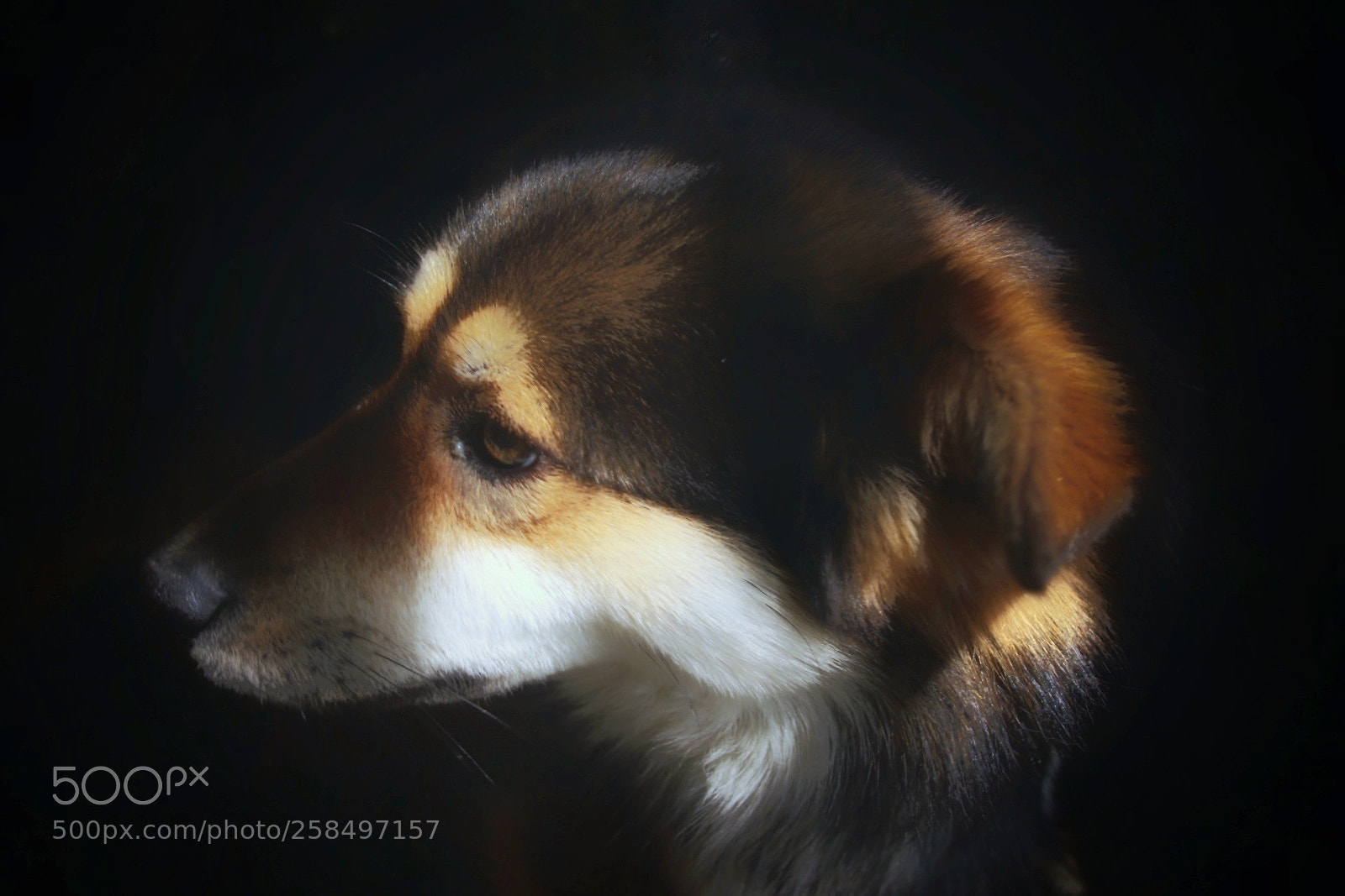 Canon EOS 80D sample photo. Untitled photography